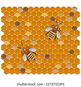 Honey Bees on Honeycomb, vector illustration