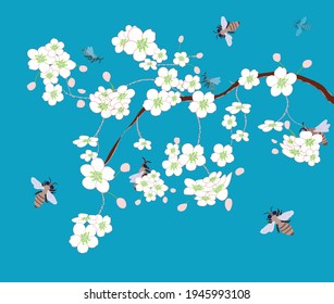 Honey bees pollinate cherry flowers. Spring blossom cherry branch. Pollination