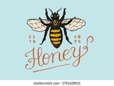 Honey and bees. Vintage logo for typography, shop or signboards. Badge for t-shirts. Hand Drawn engrave sketch. Vector illustration.