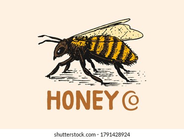 Honey and bees. Vintage logo for typography, shop or signboards. Badge for t-shirts. Hand Drawn engrave sketch. Vector illustration.