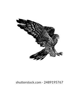 Honey Buzzard hand drawing vector isolated on white background.