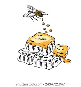 Honey comb and bee hand drawn sketch in color. Vector illustration can used for wrapping paper, label, poster, cards. Engraved or ink vector honey illustrations. 