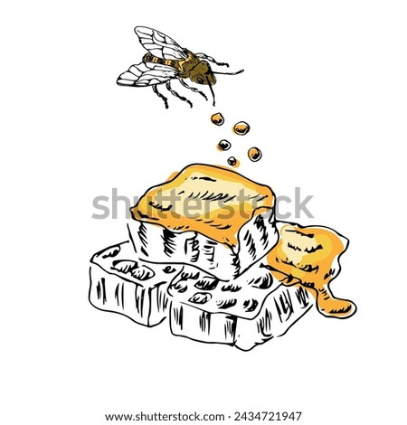 Honey comb and bee hand drawn sketch in color. Vector illustration can used for wrapping paper, label, poster, cards. Engraved or ink vector honey illustrations. 