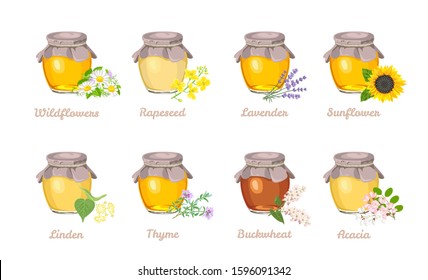 Honey of different type set. Glass jar with Acacia, Sunflower, Buckwheat, Linden, Thyme, Lavender, Rapeseed, Wildflowers honey. Vector illustration of a natural healthy sweet in cartoon flat style.