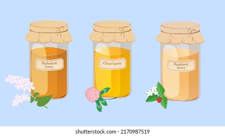 Honey of different type set. Glass jar with Buckwheat, Clover, Raspberry honey. Vector illustration of a natural healthy sweet in cartoon flat style. 