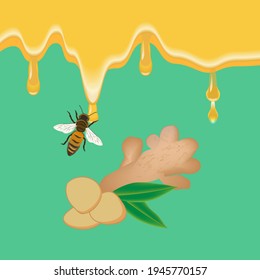 Honey flowing down in drops, bee, ginger root and slices - vector. Healthy food concept.