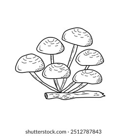 Honey fugus, mushrooms edible mushrooms in a doodle-style vector. Mushrooms in a contour, flat illustration.