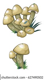 Honey fungus