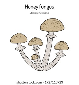 Honey fungus (Armillaria mellea), edible mushroom. Hand drawn botanical vector illustration