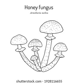 Honey fungus (Armillaria mellea), edible mushroom. Hand drawn botanical vector illustration