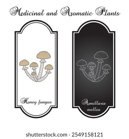 Honey fungus (Armillaria mellea), edible mushroom. Hand drawn botanical vector illustration