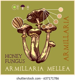 Honey fungus in engraved style. Subscribed with characteristics and several titles. Vector illustration with infographic elements and lettering.