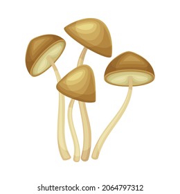 Honey fungus forest wild edible mushroom vector illustration