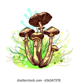 Honey fungus mushroom with grass on background in engraved style. Vector illustration.