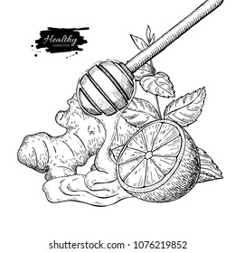 Honey, ginger, lemon and mint vector drawing. Wooden spoon, honey drop, hearb leaf and fruit slice sketch. Engraved illustration with tea ingredient, alternative medicine Label, icon, packaging design