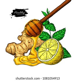Honey, ginger, lemon and mint vector drawing. Wooden spoon, honey drop, hearb leaf and fruit slice sketch. Illustration with tea ingredient, alternative medicine. Label, icon, packaging design.