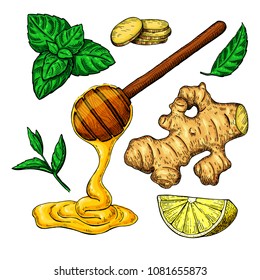 Honey, ginger, lemon and mint vector drawing. Wooden spoon, honey drop, hearb leaf and fruit slice sketch. Illustration with tea ingredient, alternative medicine. Label, icon, packaging design.