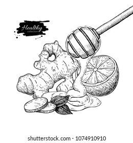 Honey, ginger and lemon vector drawing. Wooden spoon, honey drop, root and fruit slice sketch. Engraved illustration with tea ingredient, alternative medicine. Label, icon, packaging design.