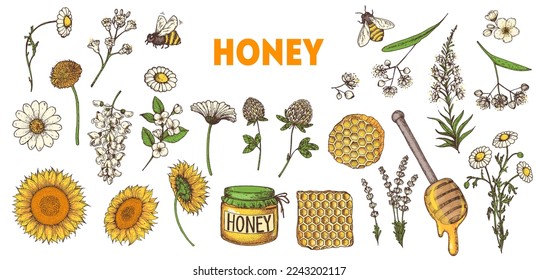 Ilustración vectorial dibujada a mano de miel. Ilustración alimenticia saludable. Colección de elementos de dibujos a mano. Cebolla, abeja, flores, tarro de miel.