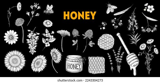 Honey hand drawn vector illustration. Healthy food illustration. Hand drawn sketch elements collection. Honeycomb, bee, flowers, jar of honey sketch.
