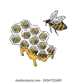 Honey and honeycomb, bee hand drawn sketch in color. Vector illustration can used for wrapping paper, label, poster, cards. Engraved or ink vector honey illustrations. 