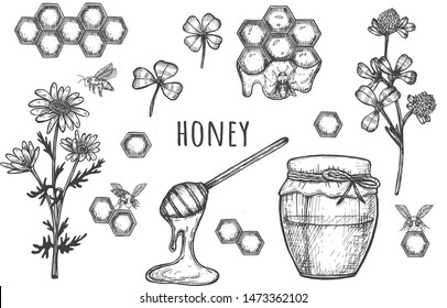 honey. Jar of honey. Bee honeycombs. Vector graphics. hand drawing