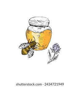 Honey jar and clover hand drawn sketch in color. Vector illustration can used for wrapping paper, label, poster, cards. Engraved or ink vector honey illustrations. 