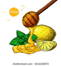 Honey with lemon and mint vector drawing. Wooden spoon, honey drop, hearb leaf and fruit slice.  Hand drawn illustration with tea ingredient, alternative medicine. Label, icon, packaging design.