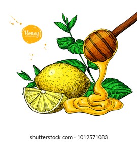 Honey with lemon and mint vector drawing. Wooden spoon, honey drop, hearb leaf and fruit slice.  Hand drawn illustration with tea ingredient, alternative medicine. Label, icon, packaging design.