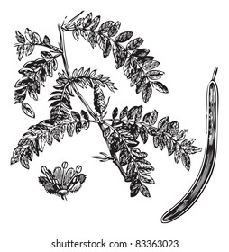 Honey locust or Gleditsia triacanthos, vintage engraving. Old engraved illustration of Honey locust with its legume, isolated on a white background. Trousset encyclopedia (1886 - 1891).