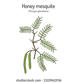 Honey mesquite (Prosopis glandulosa), edible and medicinal plant. Hand drawn botanical vector illustration