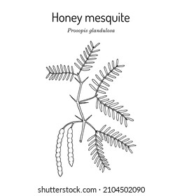 Honey mesquite (Prosopis glandulosa), edible and medicinal plant. Hand drawn botanical vector illustration