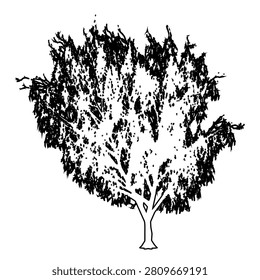 Honey Mesquite trees as black line drawing silhouette on white background. Concept or conceptual vector for nature, planet, ecology conservation, strength, endurance and  beauty