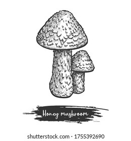 Honey mushroom sketch vector illustration design. Autumn or fall parasitic fungi. Cut armillaria fungus. Wood or forest ring plant with cap. Hand drawn edible shroom. Cartoon botany and biology sign