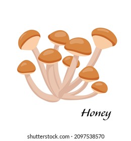 Honey mushroom. Vector cartoon illustration of Japanese food isolated on white. Raw vegetable.