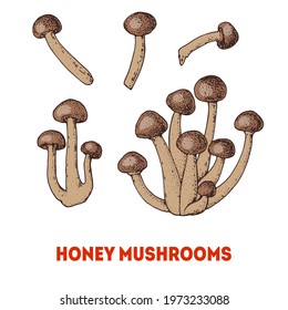 Honey mushrooms hand drawn. Armillaria mushroom vector illustration. Organic healthy food. Great for packaging design