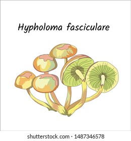 Honey mushrooms on a white background. Hypholoma fasciula. Forest mushrooms, poisonous. Vector illustration