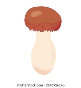 Honey mushrooms.Vector stock illustration.  Shimeji Mushrooms, Brown Varieties Fungi is Edible mushroom. Isolated on a white background.