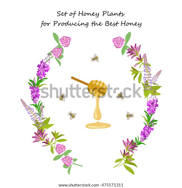 Honey plant set for producing the best honey for
banner or flyer. Wild flowers and bee. Flat design botanical vector
illustration eps 10