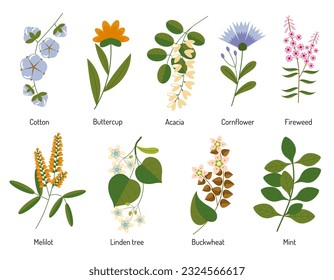 honey plants, herbs and flowers. Vector botanical illustration for packaging and design.