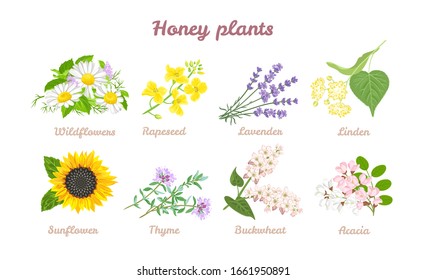 Honey plants set. Acacia, Sunflower, Buckwheat, Linden, Thyme, Lavender, Rapeseed and Wildflowers isolated on white background. Vector illustration of wild flowers and herbs in cartoon flat style.