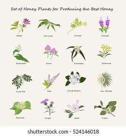 Honey plants set for produsing the best honey. Flowers eps10 vector illustration.