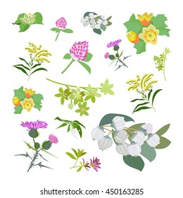 Honey planty set for produsing the best honey. Wild flowers. Flat design botanical vector illustration eps 10
