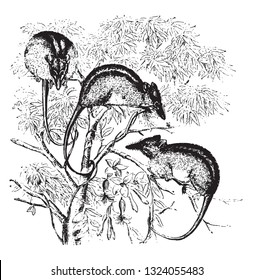 Honey possum, vintage engraved illustration. 