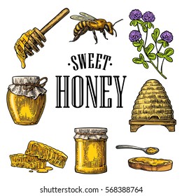 Honey set. Jar, bee, hive, clover, spoon, bee, bread and honeycomb. Vector vintage color engraved illustration. Isolated on white background.