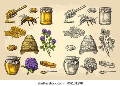 Honey set. Jars of honey, bee, hive, clover, spoon, cracker, bread and honeycomb. Vector vintage color engraved illustration. Isolated on beige background