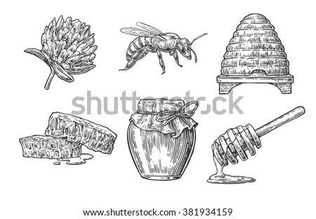 Honey set Object.  Vector vintage engraved illustration. Isolated on white background