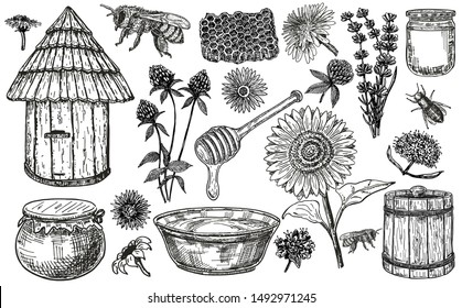 Honey set with plants and flowers. Collection of hand drawn sketch illustrations for beekeeping, apiculture and mead company and business. Hives,  honeycomb, bees, jars and pot, wildflowers