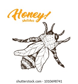 Honey Sketch Bee, Honey Hand Drawn Superfood Organic Products Design, Vector Illustration. Black Outline Engraving Elements.Vintage Isolated Vector Illustration