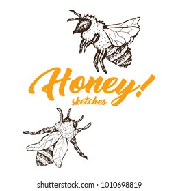 Honey Sketch Bee, Honey Hand Drawn Superfood Organic Products Design, Vector Illustration. Black Outline Engraving Element. Vintage Isolated Vector Illustration